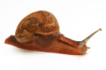 Cryptozona bistrialis India semiadult